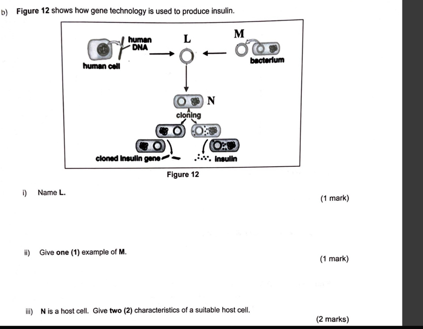 Figure 12 shows how gene technology is used to produce insulin. 
i) Name L. 
(1 mark) 
ii) Give one (1) example of M. 
(1 mark) 
iii) N is a host cell. Give two (2) characteristics of a suitable host cell. 
(2 marks)