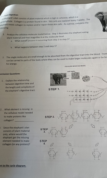 Dgehant Digestion 
he elephant's diet consists of plant material which is high in cellulose, which is a 
carbohydrate. Collagen is a protein found in skin. Skin cells are replaced every 2 weeks. The 
elephant needs collagen to replace and/or repair these skin cells. As a group, complete the 
ollowing: 
1. Analyze the cellulose molecule model below. Step 1 illustrates the elephant eating 
plant material and then magnifies it at the molecular level . 
a. What overall process is occurring from step 1 to step 3? 
_ 
b. What happens between step 2 and step 3? 
2. The single molecules are small enough to be absorbed from the digestive tract into the blood. From 
can be carried to parts of the body where they can be used to make larger molecules again or be bre 
for energy. 
cellulôse molécule model 
enclusion Questions: cell wails 
1. Explain the relationship plants 
between digestion time and 
the length and complexity of 
the elephant's digestive tract. STEP 1. 
2. What element is missing in 
the cellulose model needed 
to make proteins like ST 
collagen?_ 
. Since the elephant's diet STEP 
consists of plant material 3. 
only, where would the 
elephant get the missing 
element needed to make STEP 
collagen (or any protein)? 4. 
on to the cycle diagram.