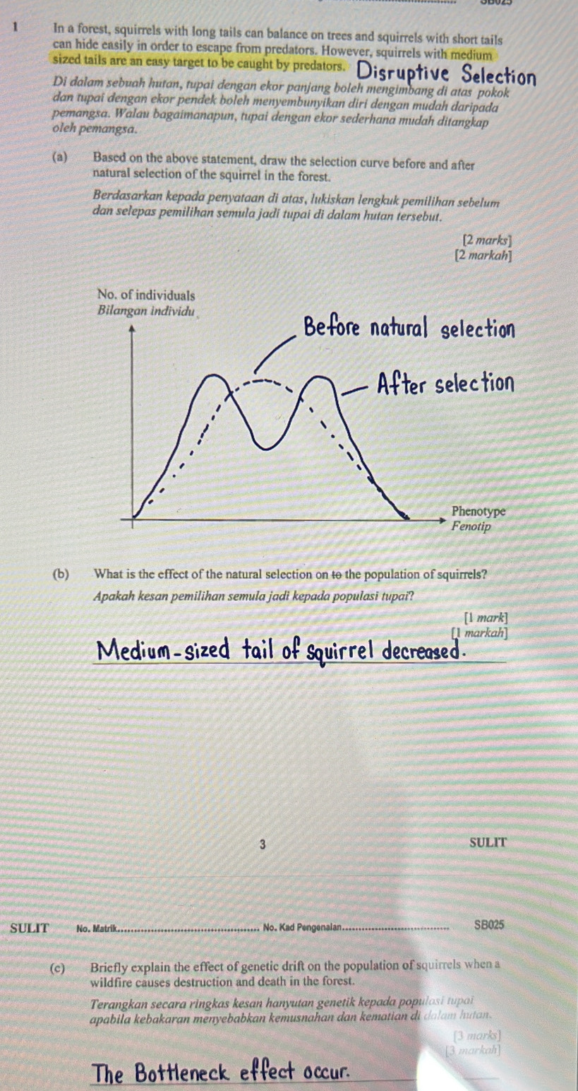 In a forest, squirrels with long tails can balance on trees and squirrels with short tails 
can hide easily in order to escape from predators. However, squirrels with medium 
sized tails are an easy target to be caught by predators. 
Di dalam sebuah hutan, tupai dengan ekor panjang boleh mengimbang di atas pokok 
dan tupaï dengan ekor pendek boleh menyembunyikan diri dengan mudah daripada 
pemangsa. Walau bagaimanapun, tupai dengan ekor sederhana mudah ditangkap 
oleh pemangsa. 
(a) Based on the above statement, draw the selection curve before and after 
natural selection of the squirrel in the forest. 
Berdasarkan kepada penyataan di atas, lukiskan lengkuk pemilihan sebelum 
dan selepas pemilihan semula jadi tupai di dalam hutan tersebut. 
[2 marks] 
[2 markah] 
(b) What is the effect of the natural selection on to the population of squirrels? 
Apakah kesan pemilihan semula jadi kepada populasi tupai? 
[1 mark] 
[ markah] 
Medium-sized tail of squirrel decreased 
3 SULIT 
SULIT No. Matrik_ No. Kad Pengenalan 
SB025 
(c) Briefly explain the effect of genetic drift on the population of squirrels when a 
wildfire causes destruction and death in the forest. 
Terangkan secara ringkas kesan hanyutan genetik kepada populosi tupai 
apabila kebakaran menyebabkan kemusnahan dan kematian di dalam hutan . 
[3 marks] 
[3 markah] 
The Bottleneck effect occur.
