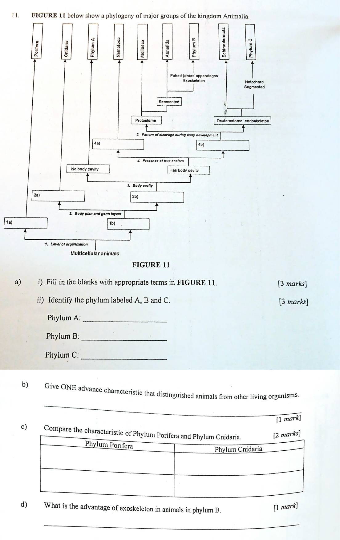 1a) 
a) i) Fill in the blanks with appropriate terms in FIGURE 11. [3 marks] 
ii) Identify the phylum labeled A, B and C. [3 marks] 
Phylum A:_ 
Phylum B:_ 
Phylum C:_ 
b) Give ONE advance characteristic that distinguished animals from other living organisms. 
[1 mark] 
c) Compare the characteristic 
d) What is the advantage of exoskeleton in animals in phylum B. 
[1 mark] 
_