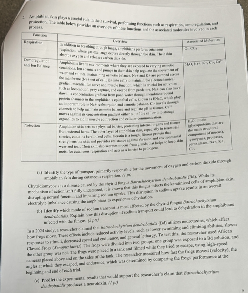 Amphibian skin plays a crucial role in their survival, performing functions such as respiration, osmoregulation, and
protection. The table below provides an overview o
process,
(a) Identify the type of transport primarily responsible for the mo
amphibian skin during cutancous respiration. (1 pt)
Chytridiomycosis is a disease caused by the chytrid fungus Batrachochytrium dendrobatidis (Bd). While its
mechanism of action isn’t fully understood, it is known that this fungus infects the keratinized cells of amphibian skin,
disrupting normal function and impairing sodium uptake. This disruption in sodium uptake results in an overall
electrolyte imbalance causing the amphibians to experience dehydration.
(b) Identify which mode of sodium transport is most affected by the chytrid fungus Batrachochytrium
dendrobatidis. Explain how this disruption of sodium transport could lead to dehydration in the amphibians
infected with the fungus. (2 pts)
In a 2024 study, a researcher claimed that Batrachochytrium dendrobatidis (Bd) utilizes neurotoxins, which affect
how frogs move. These effects include reduced activity levels, such as lower swimming and climbing abilities, slower
responses to stimuli, decreased speed and endurance, and general lethargy. To test this, the researcher used African
Clawed Frogs (Xenopus laevis). The frogs were divided into two groups: one group was exposed to a Bd solution, and
the other group was not. The frogs were placed in a tank and filmed while they tried to escape, using high-speed
cameras placed above and on the sides of the tank. The researcher measured how fast the frogs moved (velocity), the
angles at which they escaped, and endurance, which was determined by comparing the frogs' performance at the
beginning and end of each trial.
(c) Predict the experimental results that would support the researcher’s claim that Batrachochytrium
dendrobatidis produces a neurotoxin. (1 pt)
9