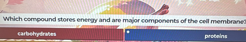 Which compound stores energy and are major components of the cell membrane?
carbohydrates
proteins