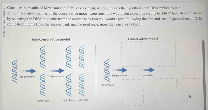 Consider the results of Meselson and Stahl’s experiment, which supports the hypothesis that DNA replicates in a
semiconservative manner. If the conservative model were true, how would you expect the results to differ? Indicate your answer
by selecting the DNA molecule from the answer bank that you would expect following the first and second generations of DNA
= replication. Items from the answer bank may be used once, more than once, or not at all.
Semiconservative model Conservative model
1st generation 2nd generation 1st generation 2nd generation
heavy/heavy
light/heavy light/heavy light/light