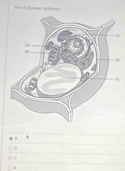 Site of glucose synthesis
)
)
)
B
D
C
A