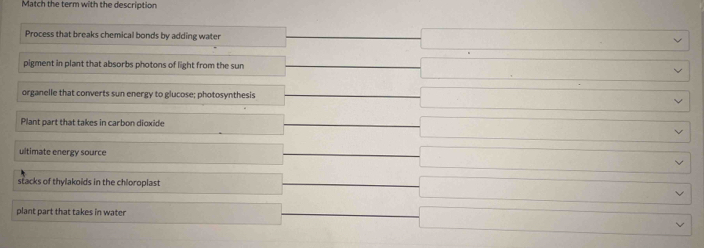 Match the term with the description
Process that breaks chemical bonds by adding water _  □ 
pigment in plant that absorbs photons of light from the sun □ vee
organelle that converts sun energy to glucose; photosynthesis □ vee
Plant part that takes in carbon dioxide
□ vee
ultimate energy source
□ 
stacks of thylakoids in the chloroplast
□ vee
plant part that takes in water
□°