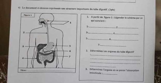 Le document ci-dessous représente une structure importante du tube digestif. (3pts) 
1. A partir de figure 1 : Légender le schéma par ce 
qui convient : 
_1 
.2_ 
3 _4_ 
5._ 6_ 
7_ 
2. Déterminez Les organes du tube digestif 
_ 
_ 
_ 
_ 
3. Déterminez l'organe oû se passe l'absorption 
intestinale _