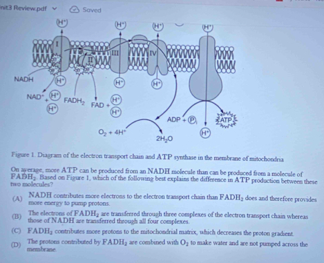 nit3 Review.pdf Saved
Figure 1. Diagram of the electron transport chain and ATP synthase in the membrane of mitochondria
On average, more ATP can be produced from an NADH molecule than can be produced from a molecule of
FADH_2 Based on Figure 1, which of the following best explains the difference in ATP production between these
two molecules?
(A) NADH contributes more electrons to the electron transport chain than FADH_2 does and therefore provides
more energy to pump protons.
The electrons of FADH_2 are transferred through three complexes of the electron transport chain whereas
(B) those of NADH are transferred through all four complexes.
(C) FADH_2 contributes more protons to the mitochondrial matrix, which decreases the proton gradient.
The protons contributed by PADH_2 are combined with O_2 to make water and are not pumped across the
(D) membrane