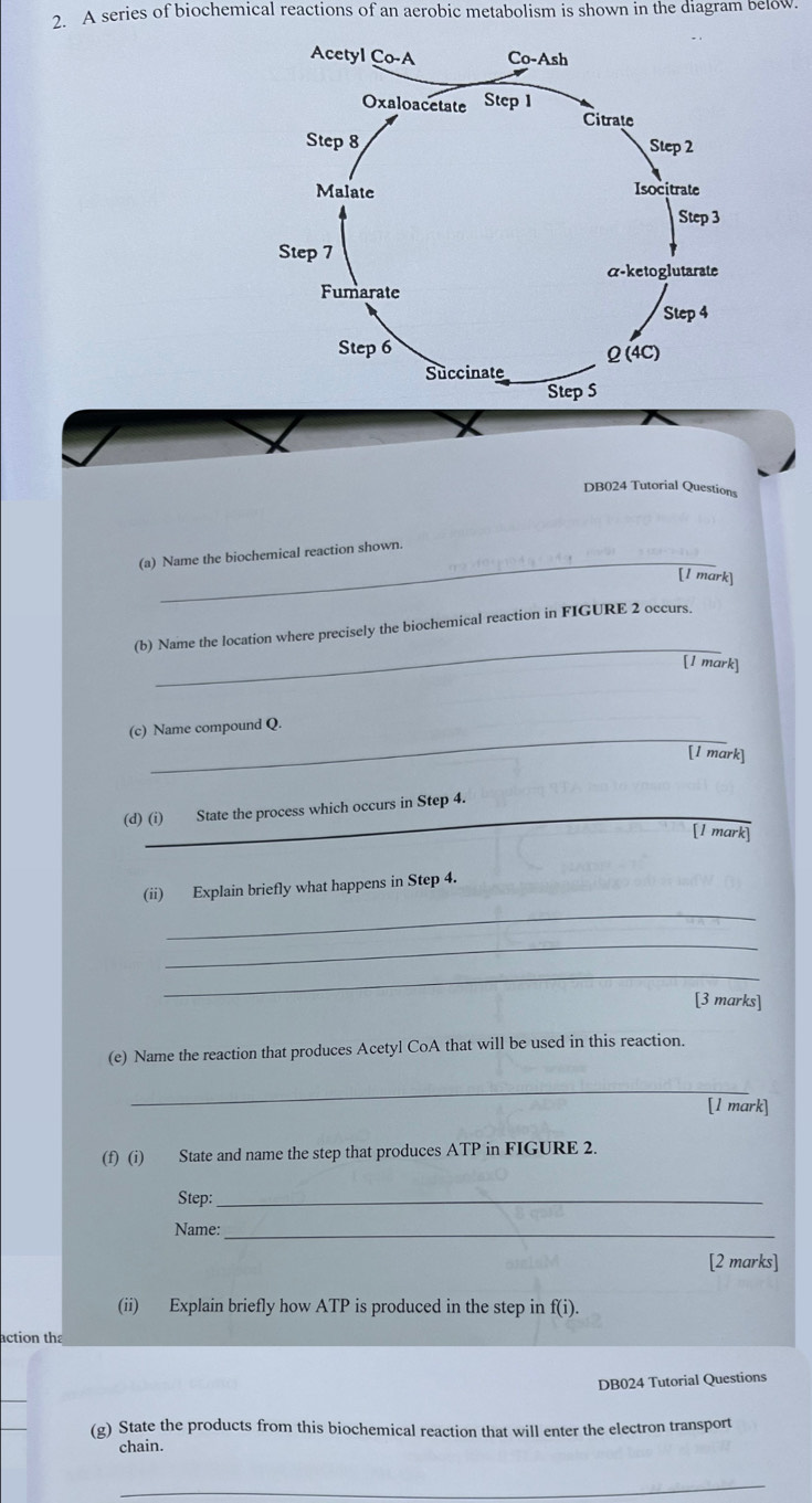 A series of biochemical reactions of an aerobic metabolism is shown in the diagram below. 
Acetyl Ço-A Co-Ash 
Oxaloacetate Step 1
Citrate 
Step 8 Step 2
Malate Isocitrate 
Step 3
Step 7
α-ketoglutarate 
Fumarate 
Step 4
Step 6 ω (4C) 
Succinate 
Step S 
DB024 Tutorial Questions 
(a) Name the biochemical reaction shown. 
[1 mark] 
_ 
(b) Name the location where precisely the biochemical reaction in FIGURE 2 occurs. 
[1 mark] 
_ 
(c) Name compound Q. 
[1 mark] 
(d) (i) State the process which occurs in Step 4. 
[1 mark] 
_ 
(ii) Explain briefly what happens in Step 4. 
_ 
_ 
[3 marks] 
(e) Name the reaction that produces Acetyl CoA that will be used in this reaction. 
_ 
[1 mark] 
(f) (i) State and name the step that produces ATP in FIGURE 2. 
Step:_ 
Name:_ 
[2 marks] 
(ii) Explain briefly how ATP is produced in the step in f(i). 
action the 
DB024 Tutorial Questions 
_ 
(g) State the products from this biochemical reaction that will enter the electron transport 
chain. 
_