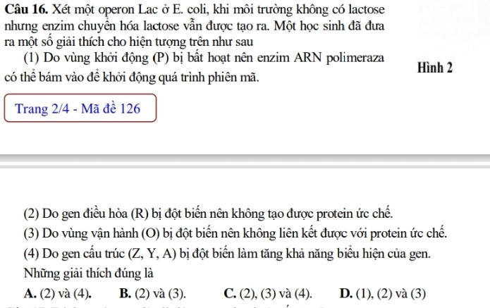 Xét một operon Lac ở E. coli, khi môi trường không có lactose
nhưng enzim chuyển hóa lactose vẫn được tạo ra. Một học sinh đã đưa
ra một số giải thích cho hiện tượng trên như sau
(1) Do vùng khởi động (P) bị bất hoạt nên enzim ARN polimeraza Hình 2
có thể bám vào để khởi động quá trình phiên mã.
Trang 2/4 - Mã đề 126
(2) Do gen điều hòa (R) bị đột biến nên không tạo được protein ức chế.
(3) Do vùng vận hành (O) bị đột biến nên không liên kết được với protein ức chế.
(4) Do gen cầu trúc (Z,Y,A) bị đột biển làm tăng khả năng biểu hiện của gen.
Những giải thích đúng là
A. (2) va(4). (2)va(3). C. (2), (3)va(4). D. (1), (2) va( 3)