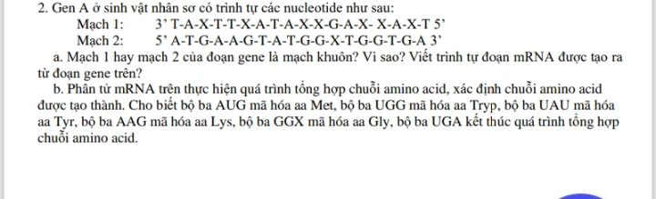 Gen A ở sinh vật nhân sơ có trình tự các nucleotide như sau: 
Mạch 1: 3' T-A-X-T-T-X-A-T-A-X-X-G-A-X- X-A-X-T 5
Mạch 2: 5^, A-T-G-A-A-G-T-A-T-G-G-X-T-G-G-T-G-A 3
a. Mạch 1 hay mạch 2 của đoạn gene là mạch khuôn? Vì sao? Viết trình tự đoạn mRNA được tạo ra 
từ đoạn gene trên? 
b. Phần tử mRNA trên thực hiện quá trình tổng hợp chuỗi amino acid, xác định chuỗi amino acid 
được tạo thành. Cho biết bộ ba AUG mã hóa aa Met, bộ ba UGG mã hóa aa Tryp, bộ ba UAU mã hóa 
aa Tyr, bộ ba AAG mã hóa aa Lys, bộ ba GGX mã hóa aa Gly, bộ ba UGA kết thúc quá trình tổng hợp 
chuỗi amino acid.