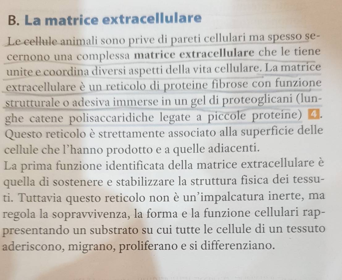 La matrice extracellulare 
Le cellule animali sono prive di pareti cellulari ma spesso se- 
cernono una complessa matrice extracellulare che le tiene 
unite e coordina diversi aspetti della vita cellulare. La matrice 
extracellulare è un reticolo di proteine fibrose con funzione 
strutturale o adesiva immerse in un gel di proteoglicani (lun- 
ghe catene polisaccaridiche legate a piccole proteine) 4. 
Questo reticolo è strettamente associato alla superficie delle 
cellule che l’hanno prodotto e a quelle adiacenti. 
La prima funzione identificata della matrice extracellulare è 
quella di sostenere e stabilizzare la struttura fisica dei tessu- 
ti. Tuttavia questo reticolo non è un’impalcatura inerte, ma 
regola la sopravvivenza, la forma e la funzione cellulari rap- 
presentando un substrato su cui tutte le cellule di un tessuto 
aderiscono, migrano, proliferano e si differenziano.