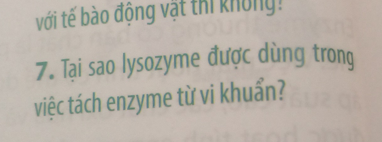 với tế bào động vật thi không: 
7. Tại sao lysozyme được dùng trong 
việc tách enzyme từ vi khuẩn?