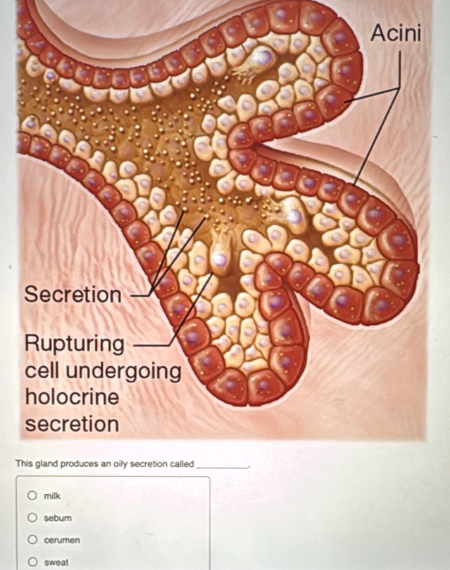 Th 
milk 
sebum 
cerumen 
sweat