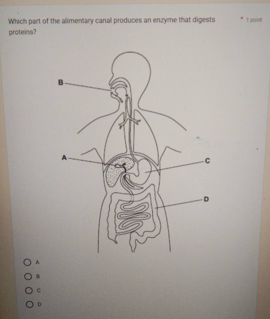 Which part of the alimentary canal produces an enzyme that digests 1 point
proteins?
A
B
C
D