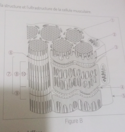 la structure et l'ultrastructure de la cellule musculaire. 
5 
Figure B