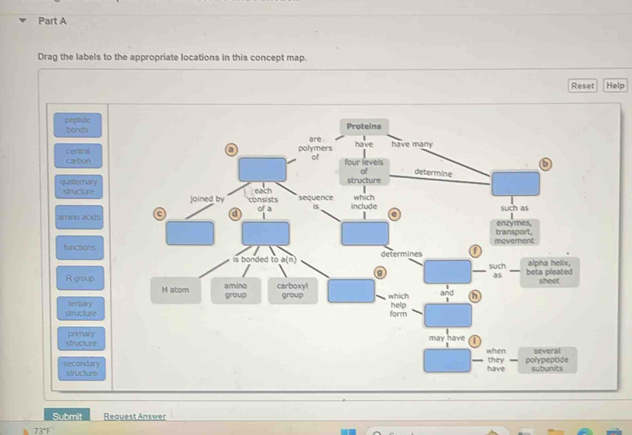 Drag the labels to the appropriate locations in this concept map. 
Reset Help 
peptide Proteins 
bonds 
are . 
central a polymers have have many 
of 
b 
carbon four levels determine 
of 
quaternary structure 
structure each 
joined by consists sequence which 
amino acids c a of a is include such as 
e 
enzymes, 
transport, 
functions movement 
is bonded to a(n) determines 
such alpha helix, 
as 
R group beta pleated sheet 
H atom amino carboxyl and in 
group group which 
tertiary help 
structure form 
primary 
structure may have 
when several 
they 
secondary have polypeptide subunits 
structure 
Submit Request Answer
73°F