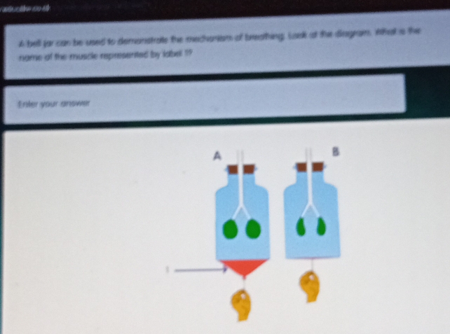 CatorieMen aa Ae 
6 bell far can be used to demanstrate the mecianism of breathing Lask at the dingram. What ia the 
name of the muscle represanted by iabel ? 
Enter your answer