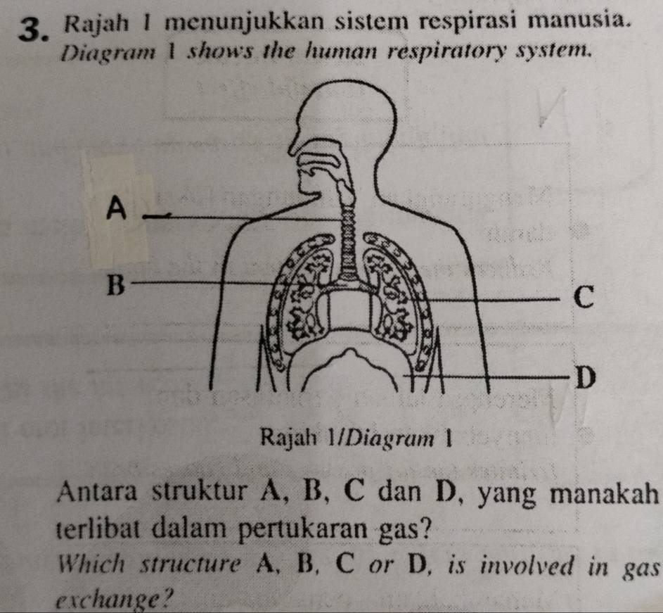 Rajah I menunjukkan sistem respirasi manusia. 
Diagram 1 shows the human respiratory system. 
Rajah 1/Diagram 1 
Antara struktur A, B, C dan D, yang manakah 
terlibat dalam pertukaran gas? 
Which structure A, B, C or D, is involved in gas 
exchange?