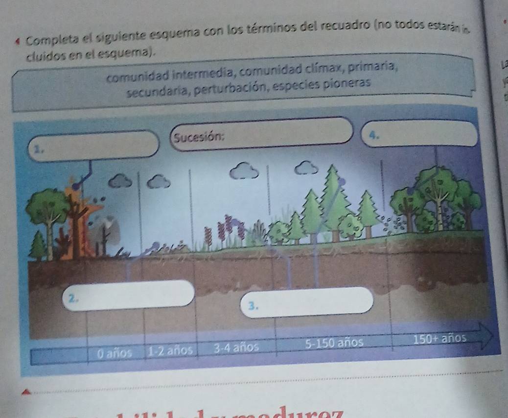 Completa el siguiente esquema con los términos del recuadro (no todos estarán í.
cluidos en el esquema).
comunidad intermedia, comunidad clímax, primaria,