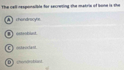 The cell responsible for secreting the matrix of bone is the
A chondrocyte
B ) osteoblast.
C  osteociast.
D chondroblast.