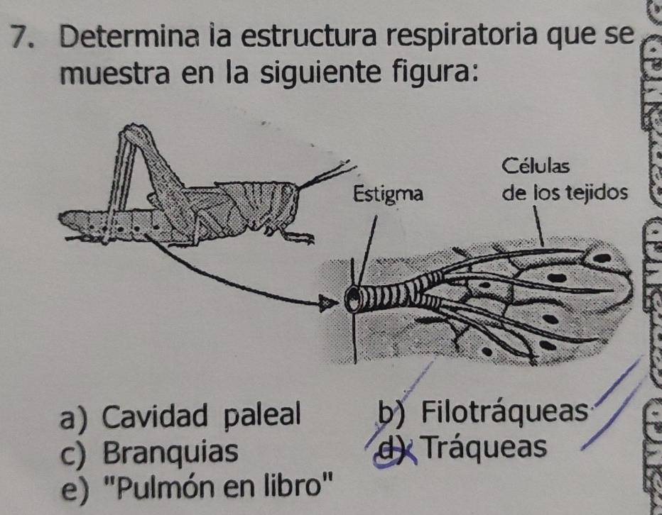 Determina la estructura respiratoria que se
muestra en la siguiente figura:
a) Cavidad paleal b) Filotráqueas
c) Branquias d) Tráqueas
e) "Pulmón en libro"