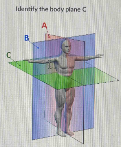 Identify the body plane C