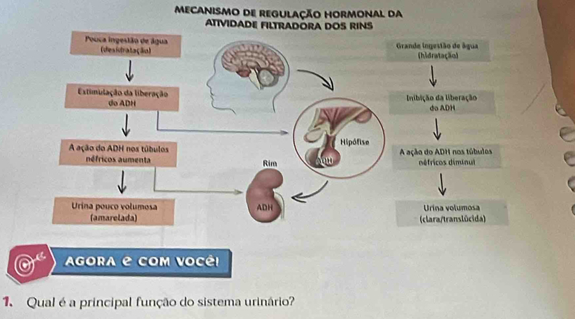 mecanismo de regulação hormonal da
ATIVIDADE FILTRAD
rande ingestão de âgua
(hidratação)
nibição da liberação
do ADH
ação do ADH nos túbulos
défricos diminul
Urina volumosa
(clara/translúcida)
AGOra e com vocêi
1. Qual é a principal função do sistema urinário