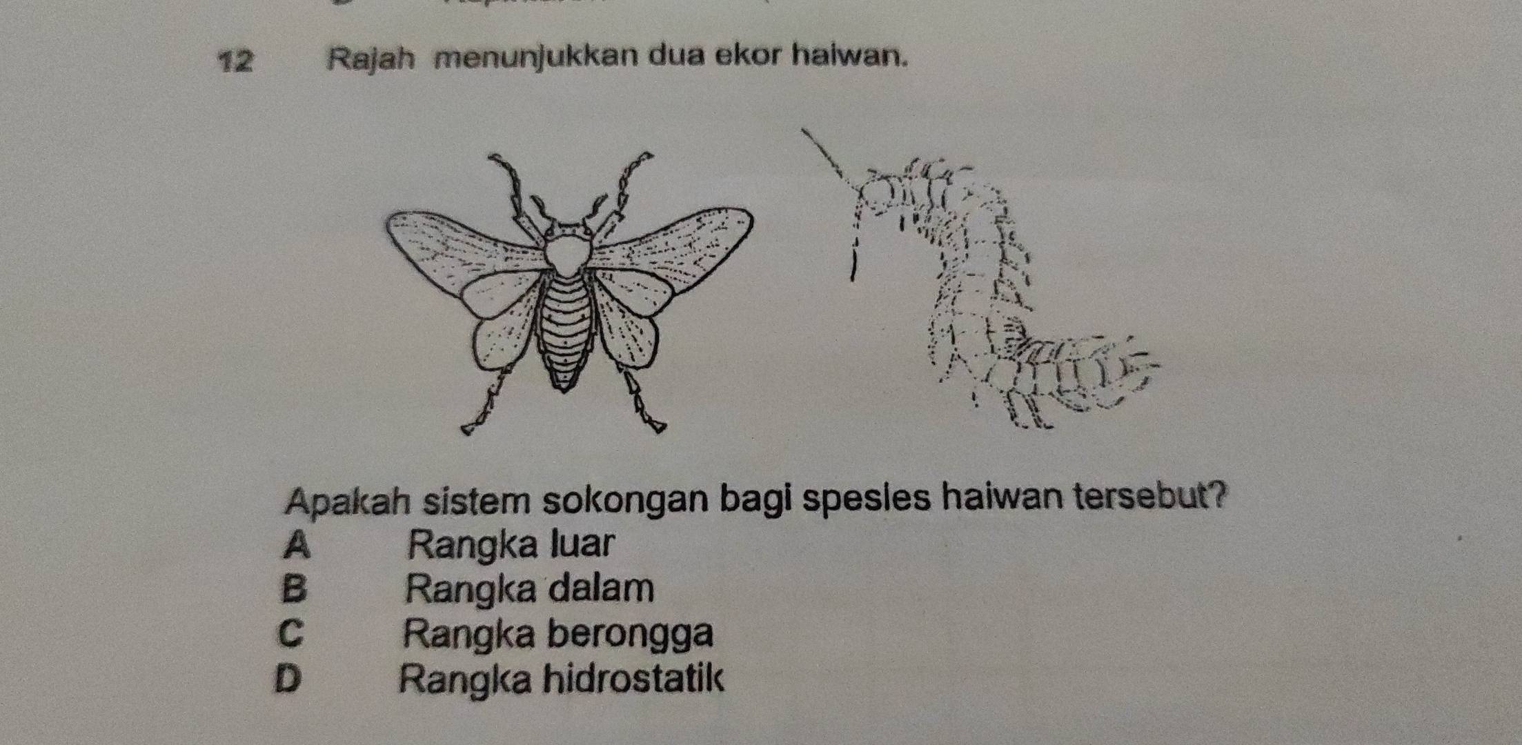 Rajah menunjukkan dua ekor haiwan.
Apakah sistem sokongan bagi spesles haiwan tersebut?
A Rangka luar
B Rangka dalam
C Rangka berongga
D Rangka hidrostatik