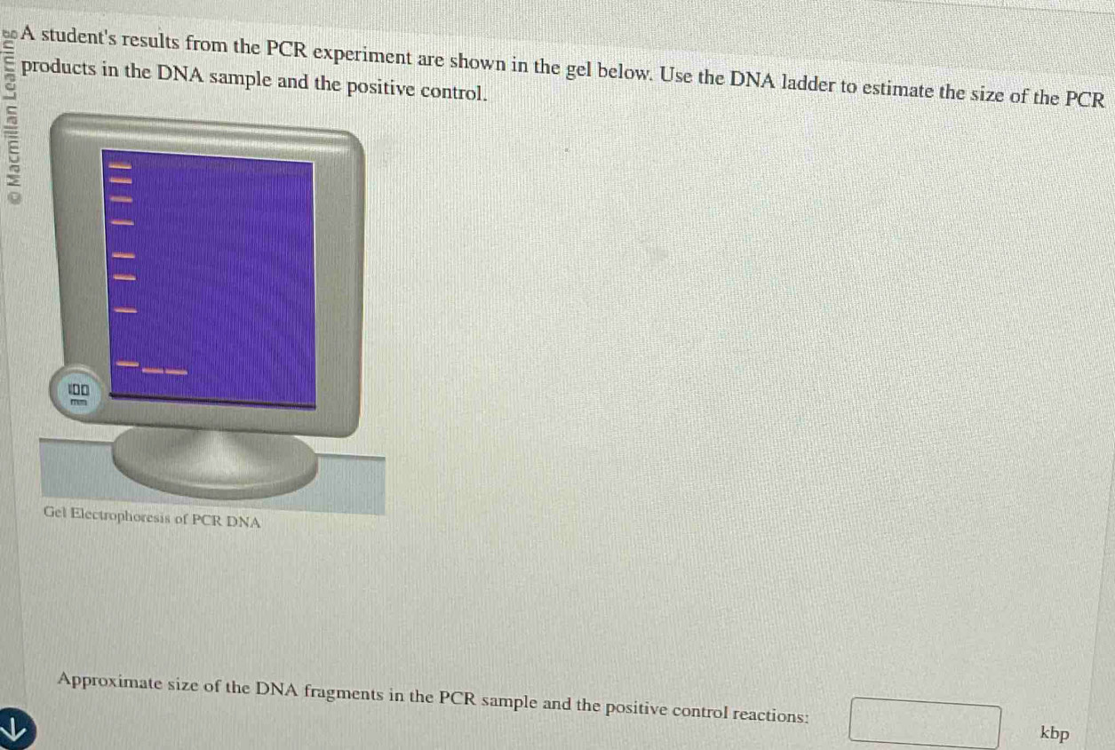 A student's results from the PCR experiment are shown in the gel below. Use the DNA ladder to estimate the size of the PCR 
products in the DNA sample and the positive control. 
Approximate size of the DNA fragments in the PCR sample and the positive control reactions: 
kbp