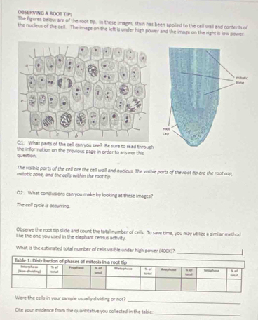 OBSERVING A RDOT TIP:
The figures below are of the root tip. In these images, stain has been applied to the cell wall and contents of
the nucleus of the cell. The image on the left is under high power and the image on the right is low power
CL1: What parts of the cell can you see? Be sure to read through
question. the information on the previous page in order to answer this
The visible ports of the cell are the cell wall and nucleus. The visible parts of the root tip ore the root rp,
mitptic zone, and the cells within the root tip.
Q2: What conclusions can you make by looking at these images?
The cell cycle is occurring.
Observe the root tip slide and count the total number of cells. To save time, you may utilize a similar method
like the one you used in the elephant census activity.
What is the estimated total number of cells visible under high power (400X)? _ 
Were the cells in your sample usually dividing or not?
_
Cite your evidence from the quantitative you collected in the table:
_