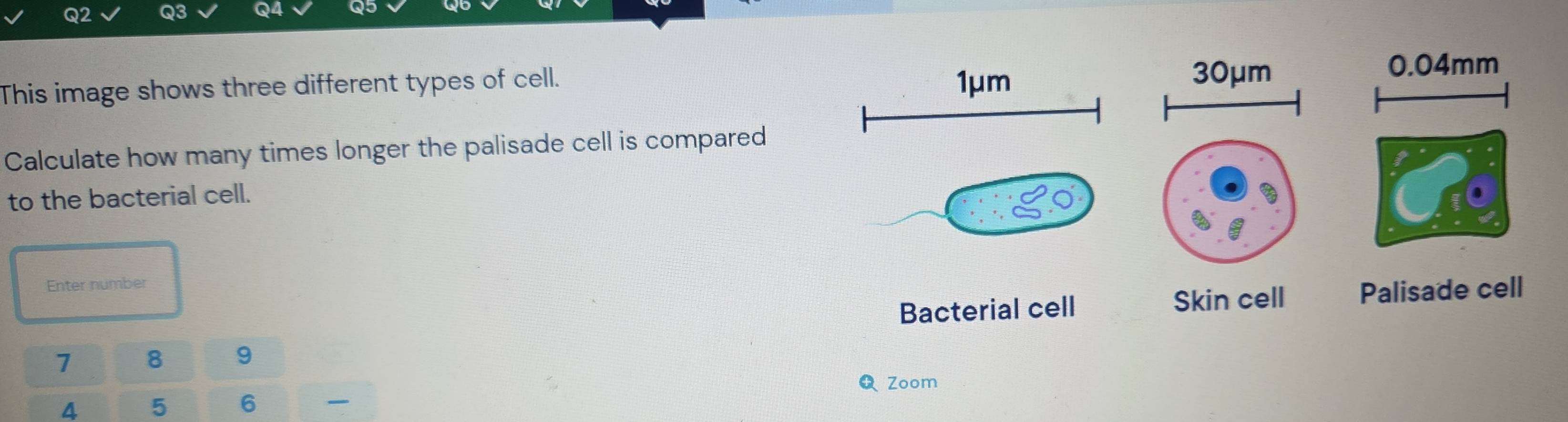 Solved: This image shows three different types of cell. 1μm 30μm 0.04mm ...