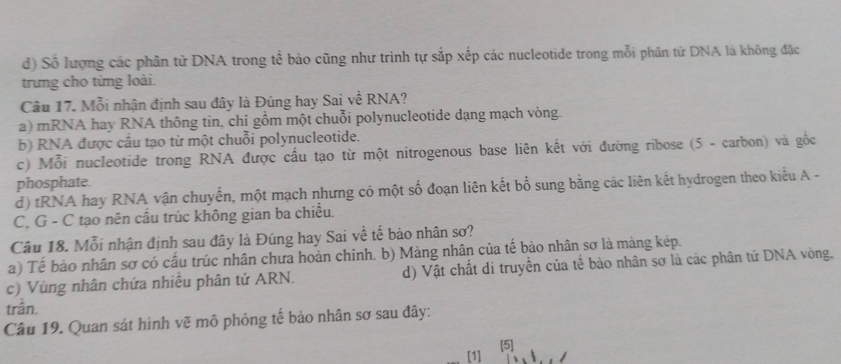 d) Số lượng các phân từ DNA trong tế bào cũng như trình tự sắp xếp các nucleotide trong mỗi phân tử DNA là không đặc
trưng cho từng loài.
Câu 17. Mỗi nhận định sau đây là Đúng hay Sai về RNA?
a) mRNA hay RNA thông tin, chi gồm một chuỗi polynucleotide dạng mạch vòng.
b) RNA được cầu tạo từ một chuỗi polynucleotide.
c) Mỗi nucleotide trong RNA được cấu tạo từ một nitrogenous base liên kết với đường ribose (5 - carbon) và gốc
phosphate.
d) tRNA hay RNA vận chuyển, một mạch nhưng có một số đoạn liên kết bổ sung bằng các liên kết hydrogen theo kiểu A -
C, G - C tạo nên cầu trúc không gian ba chiều.
Câu 18. Mỗi nhận định sau đây là Đúng hay Sai về tế bào nhân sơ?
a) Tế bảo nhân sơ có cấu trúc nhân chưa hoàn chinh. b) Màng nhân của tế bào nhân sơ là màng kép.
c) Vùng nhân chứa nhiều phân tử ARN. d) Vật chất di truyền của tế bào nhân sơ là các phân tử DNA vòng,
trần.
Câu 19. Quan sát hình vẽ mô phỏng tế bào nhân sơ sau đây:
[1] [5]