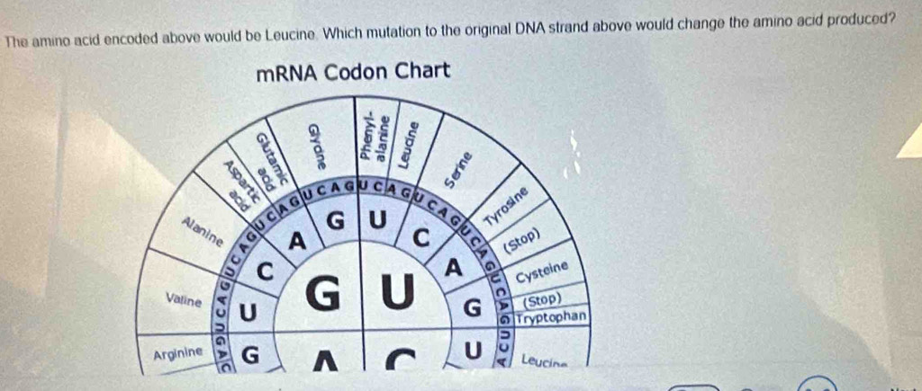 The amino acid encoded above would be Leucine. Which mutation to the original DNA strand above would change the amino acid produced?