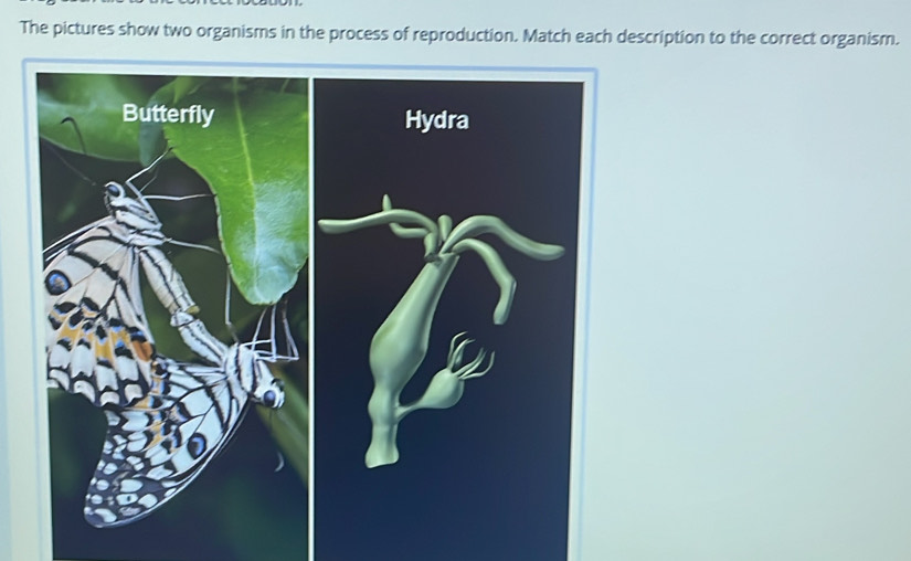 The pictures show two organisms in the process of reproduction. Match each description to the correct organism. 
Butterfly Hydra