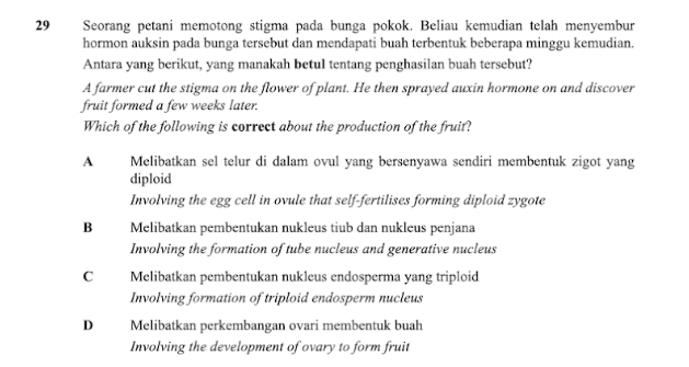 Seorang petani memotong stigma pada bunga pokok. Beliau kemudian telah menyembur
hormon auksin pada bunga tersebut dan mendapati buah terbentuk beberapa minggu kemudian.
Antara yang berikut, yang manakah betul tentang penghasilan buah tersebut?
A farmer cut the stigma on the flower of plant. He then sprayed auxin hormone on and discover
fruit formed a few weeks later.
Which of the following is correct about the production of the fruit?
A Melibatkan sel telur di dalam ovul yang bersenyawa sendiri membentuk zigot yang
diploid
Involving the egg cell in ovule that self-fertilises forming diploid zygote
B Melibatkan pembentukan nukleus tiub dan nukleus penjana
Involving the formation of tube nucleus and generative nucleus
C Melibatkan pembentukan nukleus endosperma yang triploid
Involving formation of triploid endosperm nucleus
D Melibatkan perkembangan ovari membentuk buah
Involving the development of ovary to form fruit