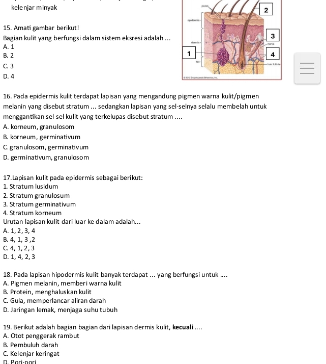 kelenjar minyak
15. Amati gambar berikut!
Bagian kulit yang berfungsi dalam sistem eksresi adalah ...
A. 1
B. 2
C. 3
_
_
D. 4
_
16. Pada epidermis kulit terdapat lapisan yang mengandung pigmen warna kulit/pigmen
melanin yang disebut stratum ... sedangkan lapisan yang sel-selnya selalu membelah untuk
menggantikan sel-sel kulit yang terkelupas disebut stratum ....
A. korneum, granulosom
B. korneum, germinativum
C. granulosom, germinativum
D. germinativum, granulosom
17.Lapisan kulit pada epidermis sebagai berikut:
1. Stratum lusidum
2. Stratum granulosum
3. Stratum germinativum
4. Stratum korneum
Urutan lapisan kulit dari luar ke dalam adalah...
A. 1, 2, 3, 4
B. 4, 1, 3 , 2
C. 4, 1, 2, 3
D. 1, 4, 2, 3
18. Pada lapisan hipodermis kulit banyak terdapat ... yang berfungsi untuk ....
A. Pigmen melanin, memberi warna kulit
B. Protein, menghaluskan kulit
C. Gula, memperlancar aliran darah
D. Jaringan lemak, menjaga suhu tubuh
19. Berikut adalah bagian bagian dari lapisan dermis kulit, kecuali ....
A. Otot penggerak rambut
B. Pembuluh darah
C. Kelenjar keringat
D. Pori-pori