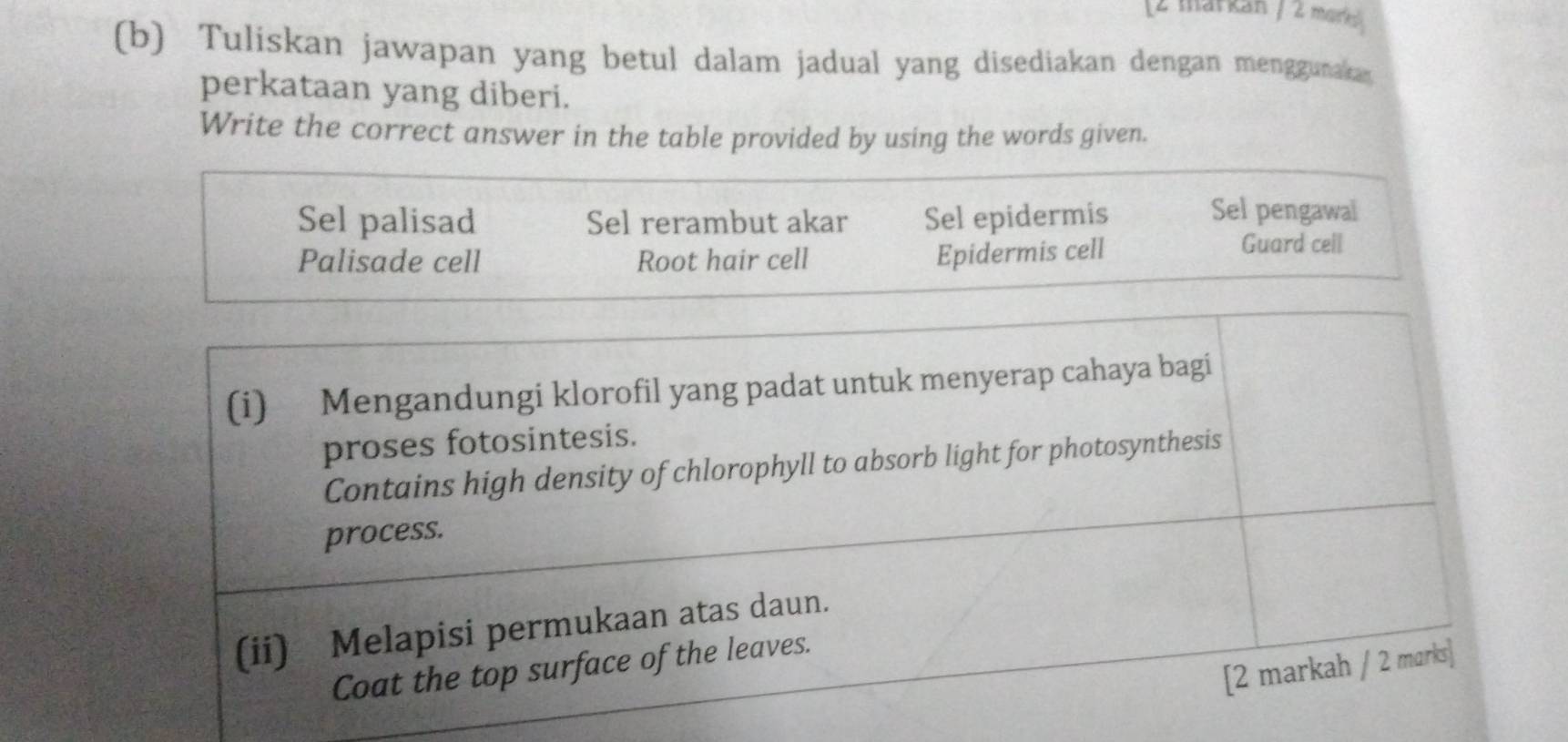 [2 markan / 2 mork 
(b) Tuliskan jawapan yang betul dalam jadual yang disediakan dengan menggunaka 
perkataan yang diberi. 
Write the correct answer in the table provided by using the words given. 
Sel palisad Sel rerambut akar Sel epidermis 
Sel pengawal 
Palisade cell Root hair cell 
Epidermis cell 
Guard cell 
(i) Mengandungi klorofil yang padat untuk menyerap cahaya bagi 
proses fotosintesis. 
Contains high density of chlorophyll to absorb light for photosynthesis 
process. 
(ii) Melapisi permukaan atas daun. 
[2 markah / 2 marks] 
Coat the top surface of the leaves.