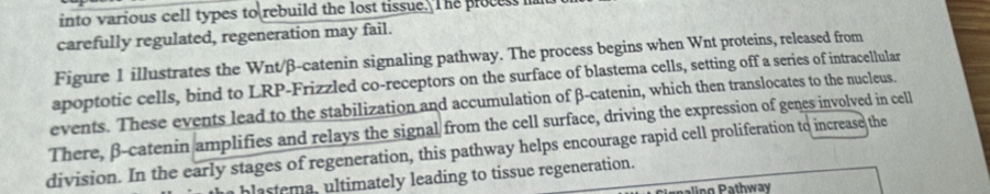 into various cell types to rebuild the lost tissue. The process i 
carefully regulated, regeneration may fail. 
Figure 1 illustrates the Wnt/ β -catenin signaling pathway. The process begins when Wnt proteins, released from 
apoptotic cells, bind to LRP-Frizzled co-receptors on the surface of blastema cells, setting off a series of intracellular 
events. These events lead to the stabilization and accumulation of β -catenin, which then translocates to the nucleus. 
There, β -catenin amplifies and relays the signal from the cell surface, driving the expression of genes involved in cell 
division. In the early stages of regeneration, this pathway helps encourage rapid cell proliferation to increase the 
blastema, ultimately leading to tissue regeneration.