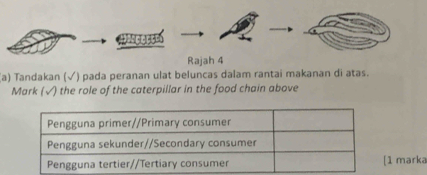 Hasceeces 
Rajah 4 
(a) Tandakan (√) pada peranan ulat beluncas dalam rantai makanan di atas. 
Mark (√) the role of the caterpillar in the food chain above 
[1 marka