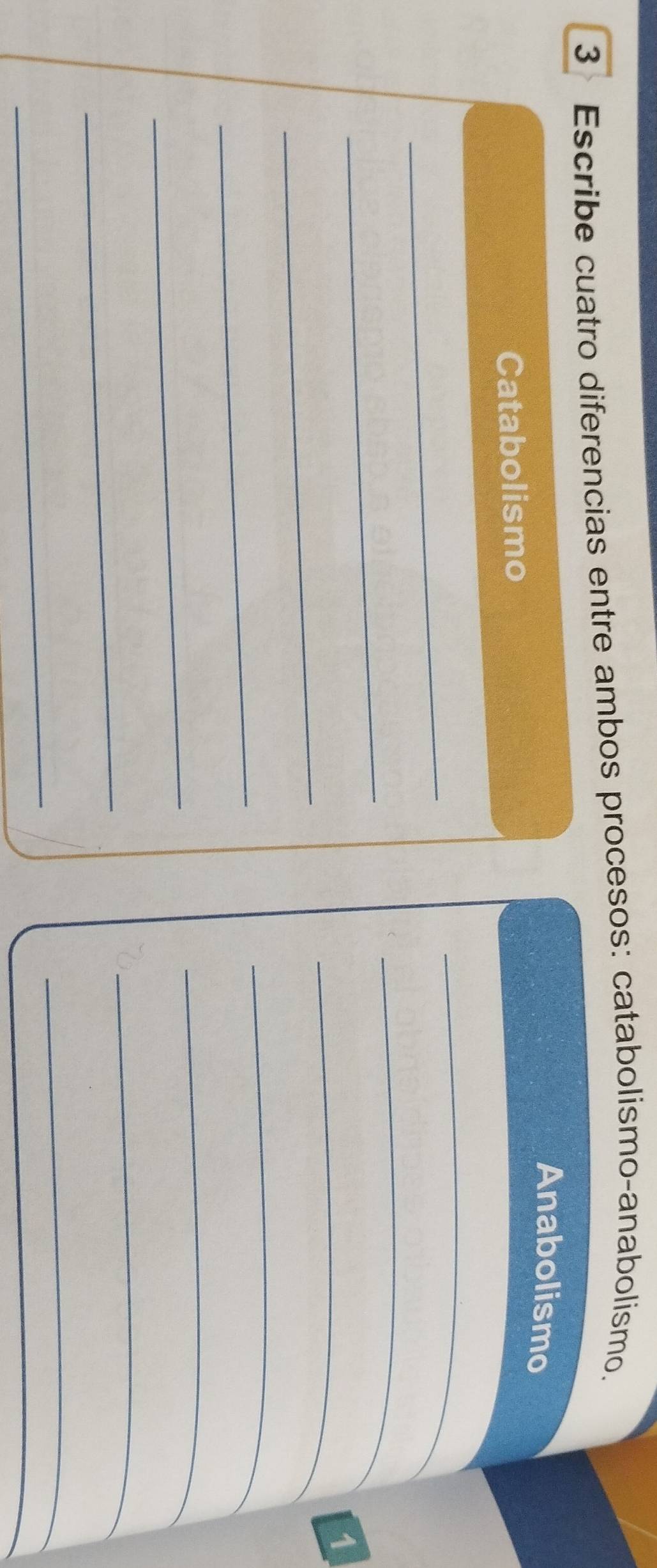 Escribe cuatro diferencias entre ambos procesos: catabolismo-anabolismo. 
Anabolismo 
Catabolismo 
_ 
_ 
_ 
_ 
_ 
_1 
_ 
_ 
_ 
_ 
_ 
_ 
_ 
_