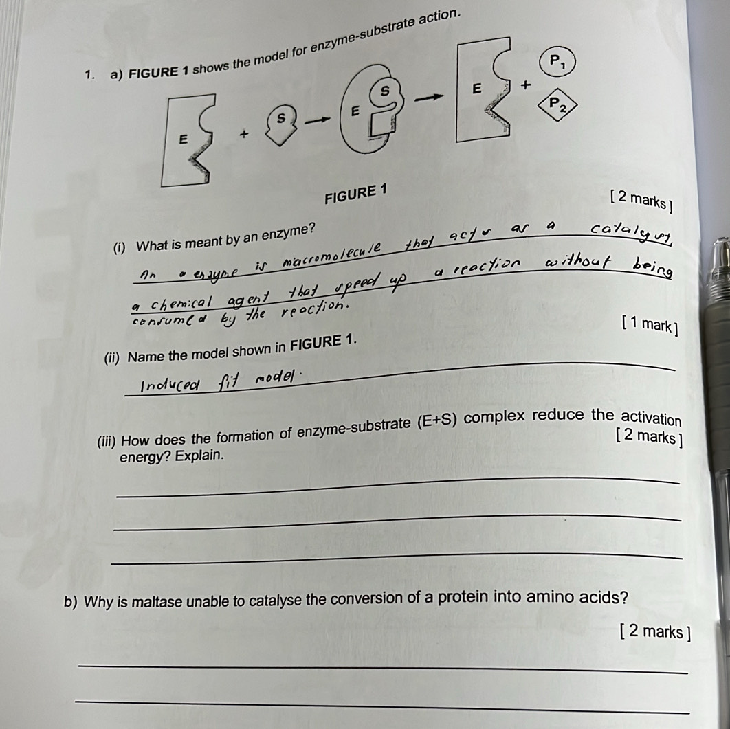 rate action
[ 2 marks ]
(i) What is meant by an enzyme?
valyut
__bein
[ 1 mark ]
_
(ii) Name the model shown in FIGURE 1.
(iii) How does the formation of enzyme-substrate (E+S) complex reduce the activation
[ 2 marks ]
energy? Explain.
_
_
_
b) Why is maltase unable to catalyse the conversion of a protein into amino acids?
[ 2 marks ]
_
_