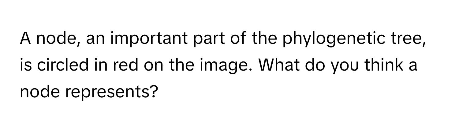 A node, an important part of the phylogenetic tree, is circled in red on the image. What do you think a node represents?