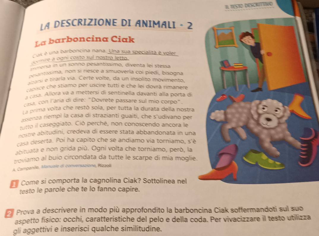 Il TESTO DESCrITTIvo 
LA DESCRIZIONE DI ANIMALI ·2 
La barboncina Ciak 
Cok é una barboncina nana. Una sua specialità é voler 
dormire a ogni costo sul nostro letto. 
mmersa in un sonno pesantíssimo, diventa lei stessa 
pesantíssima, non si riesce a smuoverla coi píedi, bisogna 
azarsí e tirarla via. Certe volte, da un insolito movimento, 
capisce che stiamo per uscire tutti e che lei dovrà rimanere 
a casa. Allora va a mettersi di sentinella davanti alla porta di 
casa, con l'aria di dire: "Dovrete passare sul mio corpo". 
La prima volta che restò sola, per tutta la durata della nostra 
assenza riempì la casa di strazianti guaití, che s’udivano per 
tutto il caseggiato. Ció perché, non conoscendo ancora le 
nostre abitudini, credeva di essère stata abbandonata in una 
casa deserta. Poi ha capito che se andiamo via torniamo, s'è 
abituata e non grida più. Ogni volta che torniamo, però, la 
troviamo al buio circondata da tutte le scarpe di mia moglie. 
A. Campanile, Manuale di conversazione, Rizzoli 
Come si comporta la cagnolina Ciak? Sottolinea nel 
testo le parole che te lo fanno capire. 
Prova a descrivere in modo più approfondito la barboncina Ciak soffermandoti sul suo 
aspetto físico: occhi, caratteristiche del pelo e della coda. Per vivacizzare il testo utilizza 
gli aggettivi e inserisci qualche similitudine.