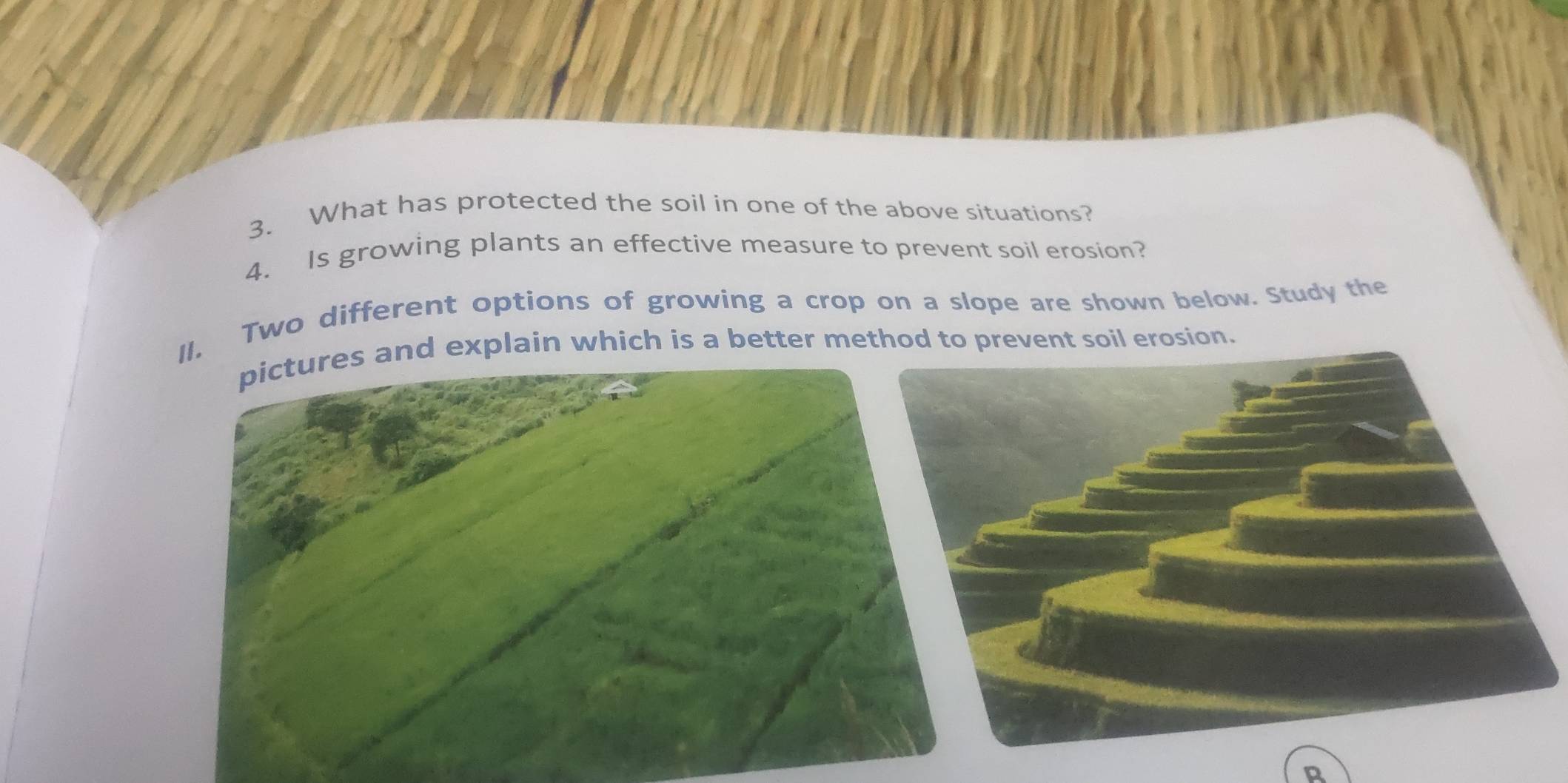 What has protected the soil in one of the above situations? 
4. Is growing plants an effective measure to prevent soil erosion? 
II. Two different options of growing a crop on a slope are shown below. Study the 
pictures and explain which is a better method to prevent soil erosion. 
R