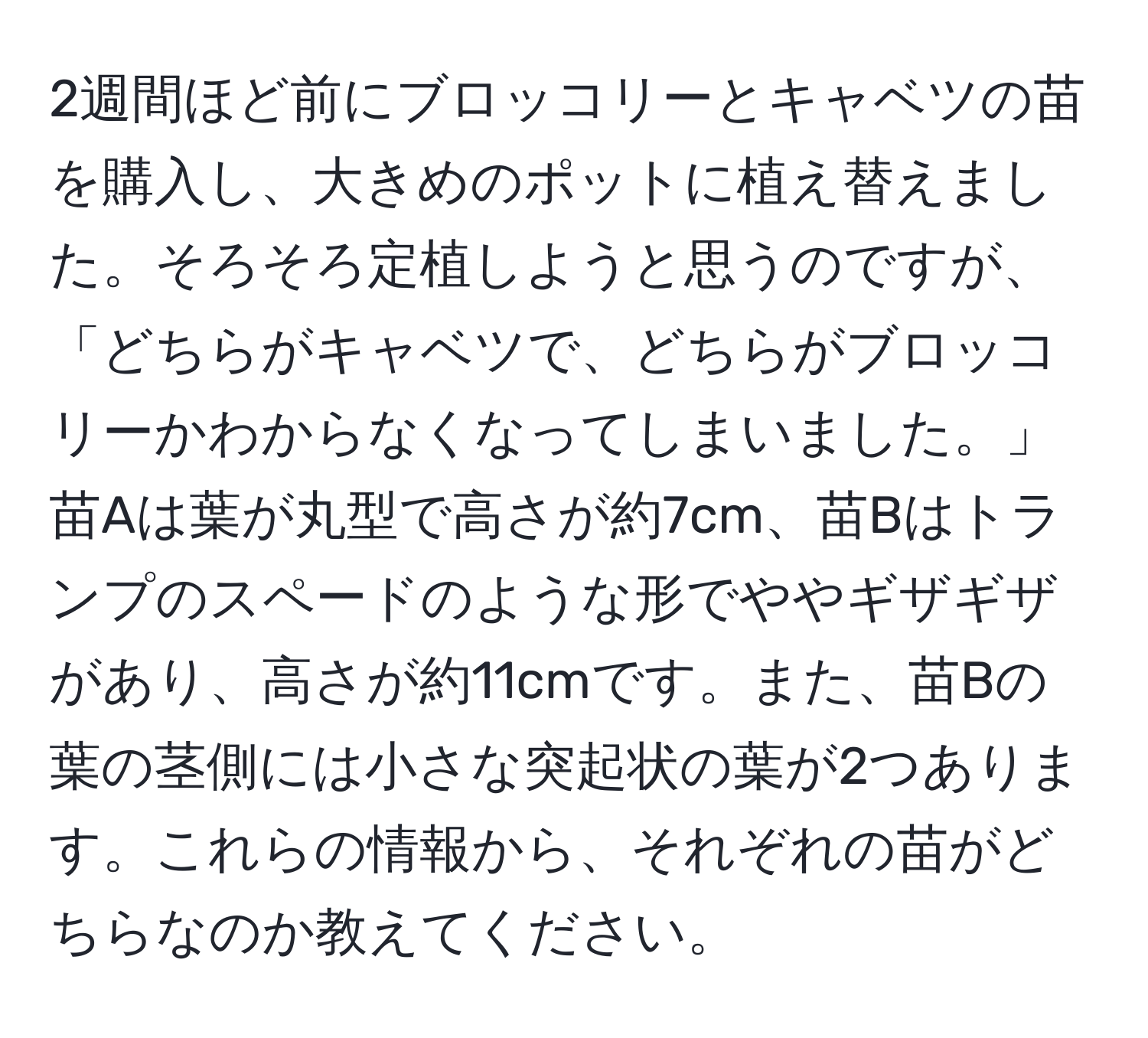 2週間ほど前にブロッコリーとキャベツの苗を購入し、大きめのポットに植え替えました。そろそろ定植しようと思うのですが、「どちらがキャベツで、どちらがブロッコリーかわからなくなってしまいました。」苗Aは葉が丸型で高さが約7cm、苗Bはトランプのスペードのような形でややギザギザがあり、高さが約11cmです。また、苗Bの葉の茎側には小さな突起状の葉が2つあります。これらの情報から、それぞれの苗がどちらなのか教えてください。