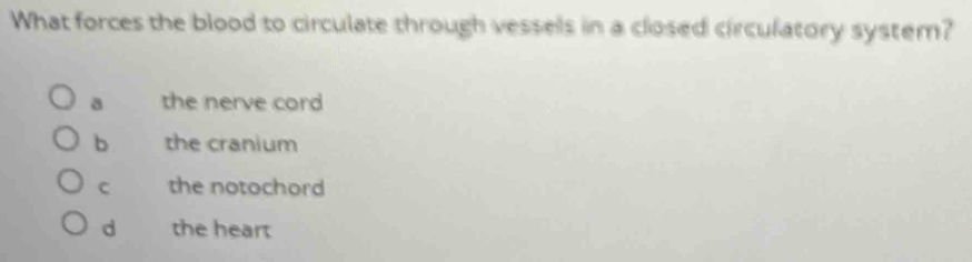 What forces the blood to circulate through vessels in a closed circulatory system?
a the nerve cord
b the cranium
C the notochord
d the heart