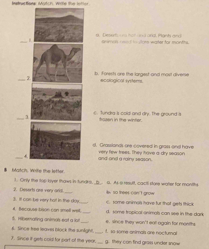 Instructions: Match. Write the letter.
a, Deserts are hot and arid. Plants and
animals need to store water for months.
b. Forests are the largest and most diverse
_
ecological systems.
c. Tundra is cold and dry. The ground is
_frozen in the winter.
d. Grasslands are covered in grass and have
very few trees. They have a dry season
_4and and a rainy season.
B Matcer.
1. Only the top layer thaws in tundra,_ a. As a result, cacti store water for months
2. Deserts are very arid. _. b so trees can't grow
3. It can be very hot in the day._ . c. some animals have fur that gets thick
4. Because bison can smell well, _. d. some tropical animals can see in the dark
5. Hibernating animals eat a lot_ . e. since they won't eat again for months
6. Since tree leaves block the sunlight, _. f. so some animals are nocturnal
7. Since it gets cold for part of the year, _g. they can find grass under snow