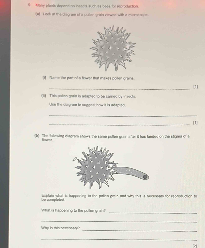 Many plants depend on insects such as bees for reproduction. 
(a) Look at the diagram of a pollen grain viewed with a microscope. 
(i) Name the part of a flower that makes pollen grains. 
_[1] 
(ii) This pollen grain is adapted to be carried by insects. 
Use the diagram to suggest how it is adapted. 
_ 
_[1] 
(b) The following diagram shows the same pollen grain after it has landed on the stigma of a 
flower. 
Explain what is happening to the pollen grain and why this is necessary for reproduction to 
be completed. 
_ 
What is happening to the pollen grain? 
_ 
Why is this necessary?_ 
_ 
[2]