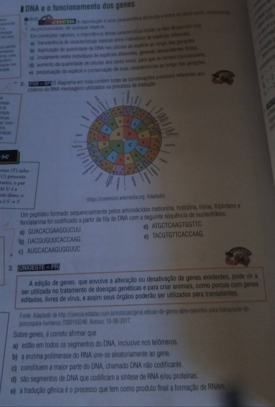 ₹DNA e o funcionamento dos genes
1
G T C S U A A reprodução é uma característica atribuida a todos os seres víios, unicelulare
ou pfuricelulares, de qualquer espécie.
Em condições naturais, a importância dessa característica reside no feto de permilir o(A)
cor podfén a)  transferência de características básicas entre indivíduos de espécies diferentes.
tracesnie b) duplicação da quantidade de DNA nas células da espécie ao longo das gerações
mes, camó c) cruzamento entre indivíduos de espécies diferentes, gerando descendentes Mérteis
ailtre
= carte d)  aumento da quantidade de células dos seres vivos, para que se tornem pluricelulares
elações com
e) perpetuação da espécie e conservação de suas características ao longo das gerações.
f_ 8
2. (FGV — SP) O diagrama em roda contém todas as combinações possíveis referentes aos
2
códoris do RNA mensageiro utilizados no processo de tradução
-2
a
  
n de
===tação
fisical
as. como
nitios
se 
nina (T) subs-
U) presente
tanto, o par
de U é a
ém disso, o
e5'to 3
(hittps://commons.wikimedia.org. Adaptado)
Um peptídeo formado sequencialmente pelos aminoácidos metionina, histidina, lisina, triptofano e
fenilalanina foi codificado a partir da fita de DNA com a seguinte sequência de nucleotídeos:
a) GUACACGAAGGUCUU d) ATGCTCAAGTGGTTC
b)UACGUGUUCACCAAG. e) TACGTGTTCACCAAG.
c) AUGCACAAGUGGUUC.
3. (UNIOESTE - PR)
A edição de genes, que envolve a alteração ou desativação de genes existentes, pode vir a
ser utilizada no tratamento de doenças genéticas e para criar animais, como porcos com genes
editados, livres de vírus, e assim seus órgãos poderão ser utilizados para transplantes.
Fonte: Adaptado de http://ciencia.estadao.com.br/noticias/geral.edicão-de-genes-abre-caminho-para-transplante-de
porcospara-humanos,7000193248. Acesso: 10-08-2017.
Sobre genes, é correto afirmar que
a) estão em todos os segmentos do DNA, inclusive nos telômeros.
b) a enzima polimerase do RNA une-se aleatoriamente ao gene.
c) constituem a maior parte do DNA, chamado DNA não codificante.
d) são segmentos de DNA que codificam a síntese de RNA e/ou proteínas.
e) a tradução gênica é o processo que tem como produto final a formação de RNAm.