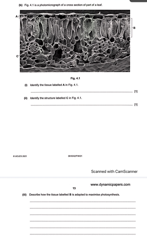 Fig. 4.1 is a photomicrograph of a cross section of part of a leaf,
Fig. 4.1
(i) Identify the tissue labelled A in Fig. 4.1.
_[1]
(ii) Identify the structure labelled C in Fig. 4.1.
_[1]
© UCLES 2021 0610/42/F/M/21
Scanned with CamScanner
www.dynamicpapers.com
13
(III) Describe how the tissue labelled B is adapted to maximise photosynthesis.
_
_
_
_
_
_